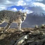 भारत में लद्दाख के बाद सर्वाधिक हिम तेंदुए उत्तराखंड में